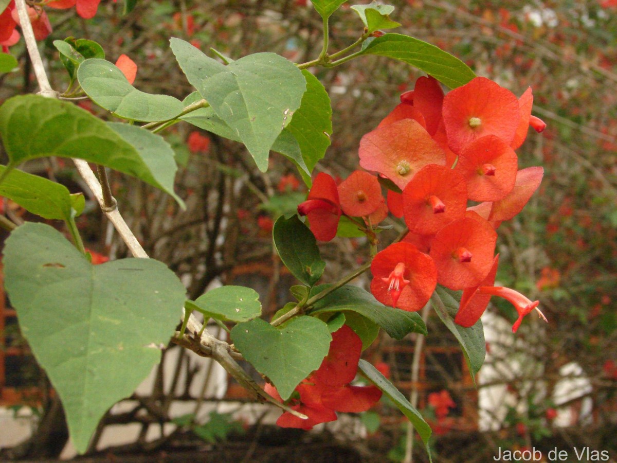 Holmskioldia sanguinea Retz.